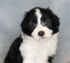 miniaturn tata Aussiedoodle na prodej.