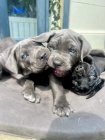 Prodám modročerná štěňata italského Cane Corso