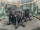 Prodám modročerná štěňata italského Cane Corso