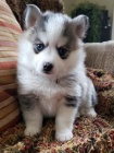 Prodám štěňata Pomskies (kříženec sibiřský husky a pomeranian)