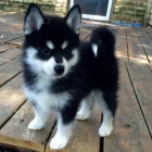 Prodám štěňata Pomskies (kříženec sibiřský husky a pomeranian)