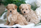 Prodám štěňata Maltipoo.