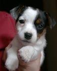 Prodám zdravá štěňata jack russell teriéra.