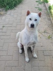 Kishu Inu - japonsk plemeno