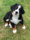 Prodám štěňata Bernedoodle.