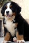 Prodám štěňata Bernedoodle.