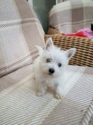 Prodám mini mini štěňata West Highland White Terriers