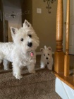 Prodám mini mini štěňata West Highland White Terriers