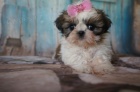 Prodám štěňata SHIH TZU