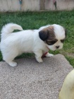 Prodám štěňata SHIH TZU