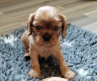 ttka kavalr king charles spaniel s PP