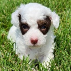 Štěňata toy pudla Harlekýna k adopci.