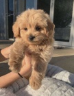 Prodm tata Cavapoo.