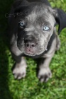 Prodm tata italskho Cane Corso