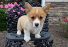 Prodm tata Pembroke Welsh Corgi.