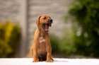 Rhodesian Ridgeback - tata s PP - odbr ihned