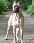 Cane Corso tata