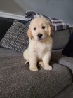 Prodám štěňata labradorského retrívra.