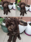 Lagotto Romagnolo tata