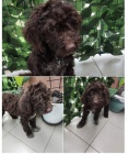 Lagotto Romagnolo tata