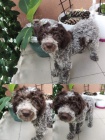 Lagotto Romagnolo tata