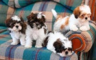 Prodm tata SHIH TZU