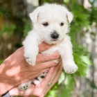 Prodm tata West Highland White Terriers