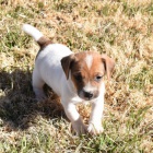 Prodm tata jack russell terira.