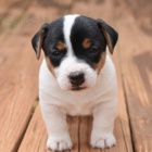 Prodm tata jack russell terira.