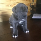 Prodm tata italskho Cane Corso