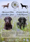 Prodej štěňat plemeno flatcoated retriever