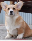 Pembroke Welsh Corgi tata