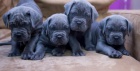 Cane Corso tata DOPORUEN