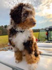 Prodm zdrav tata MINI Aussiedoodle.