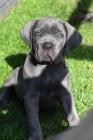 Prodám zdravá očkovaná štěňata italského Cane Corso