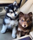 Prodám štěňata Pomskies (kříženec sibiřský husky a pomeranian)