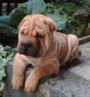 Prodm zdrav tata okovan shar-pei.