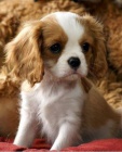 Prodm mini okovan tata Cavalier King Charles Spaniel.