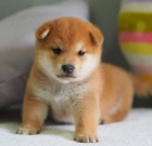 Prodm rozkon miminka tata shiba inu