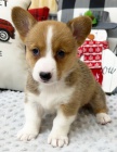 krsn a andlsk tata Pembroke Welsh Corgi na prodej.