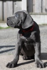 Prodám štěňata Cane Corso