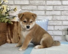 Prodám štěňata shiba inu