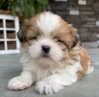 Prodm tata SHIH TZU