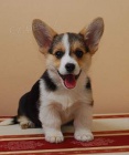 Prodm tata Pembroke Welsh Corgi.