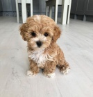 Prodm tata Maltipoo.