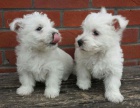 Prodám štěňata West Highland White Terriers