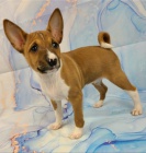 tata basenji