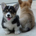 krsn a andlsk tata Pembroke Welsh Corgi na prodej.