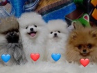 Nmeck pic. Mini pomeranian bez PP