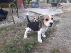 Beagle štěňata na prodej
